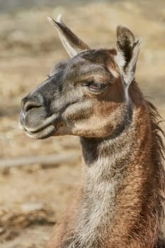 Portrait of Llama