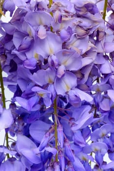 Wisteria flowers, green leaves border for an angle of page over a white background. decorative element