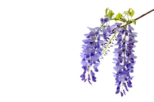 Wisteria flowers, green leaves border for an angle of page over a white background. decorative element