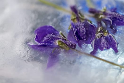 Flowers in ice