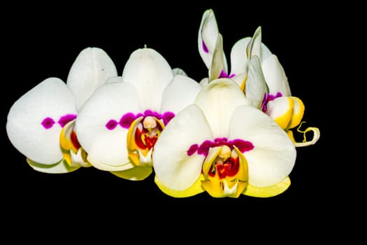Phalaenopsis orchid with flowers on black background