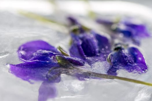 Flowers in ice