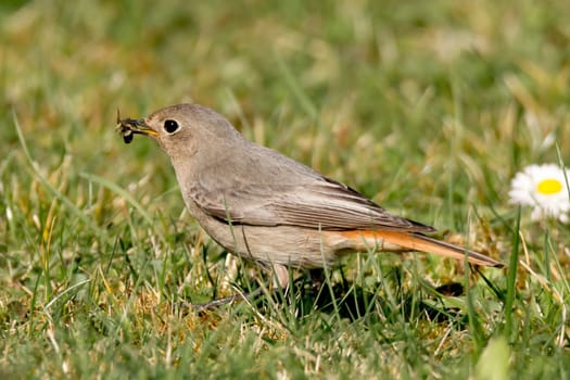 Garden redstart with an insect in its beak
