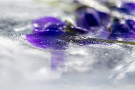 flowers in ice