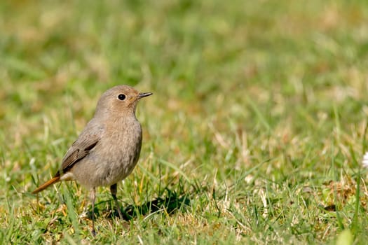 Garden redstart on the meadow