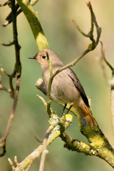 Garden redstart sits in a shrub