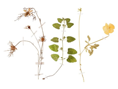 Set of herbarium wild dry pressed flowers and leaves, isolated
