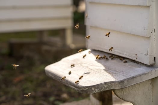 White Hives with a lively traffic of bees buzzing fly in and out of the hive in their hunt for food, Pollen