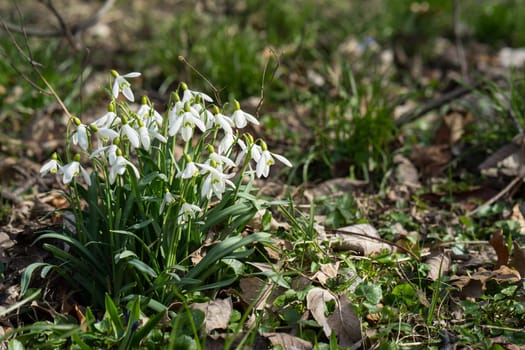 This spring's first flowers peeping out of the ground. Snowdrops in a small cluster illuminated in the dark soil