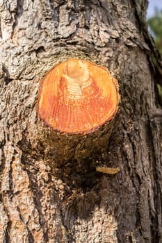 closeup of cut branch on a tree. The cut is open and gives a look to the brown tree
