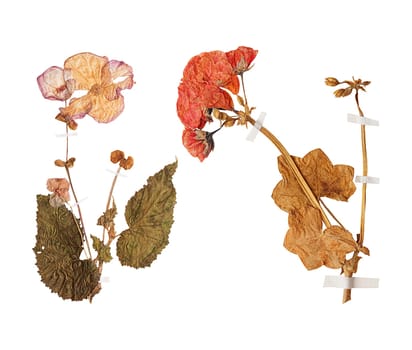 Set of herbarium wild dry pressed flowers and leaves, isolated