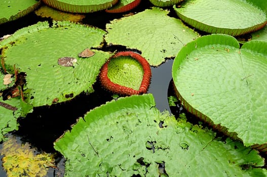 water lilly  lake nature day