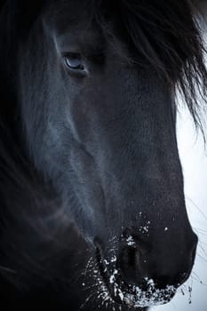 Portrait beauty friesian horse in winter