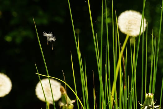 Close-up of a dandelion in the botanical garden