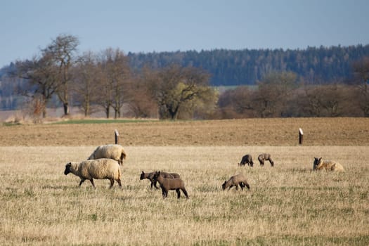 Sheep with lambs on pasture, spring time