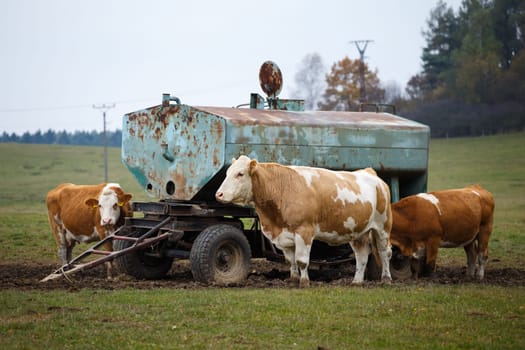 Cows on pasture and water tank