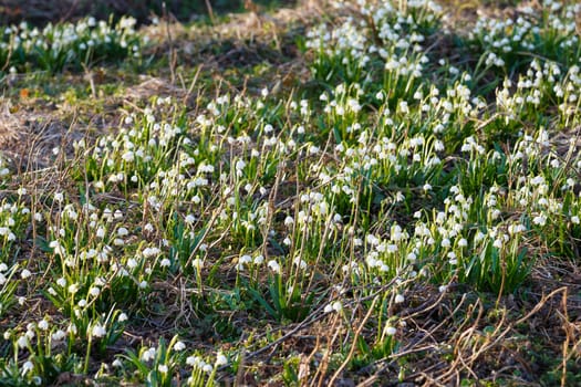 White spring snowflake flowers (leucojum vernum), springtime background.