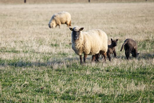 Sheep with lambs on pasture, spring time