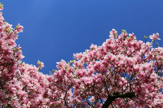 Magnolia blossom