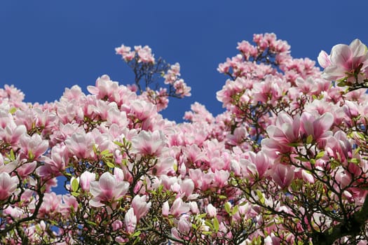 Magnolia blossom