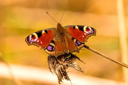 Peacock