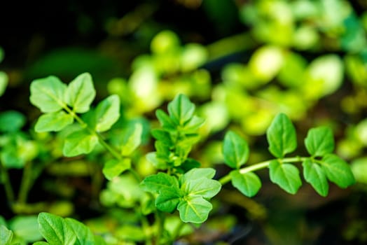 Watercress,Nasturtium officinale