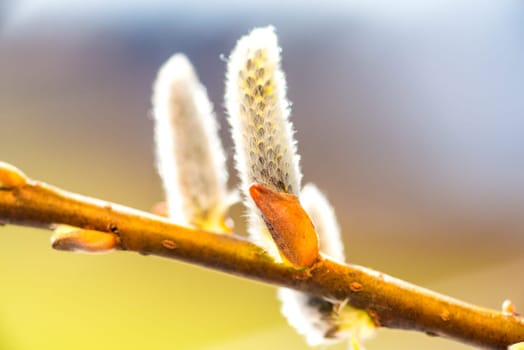 Willow blossom in the spring