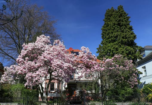 Müllheim,Germany,March,29,2017: Magnificent magnolia blossom in spring in front of Villa Kallos in the border triangle.