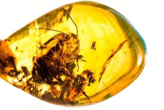 Amber with insect
