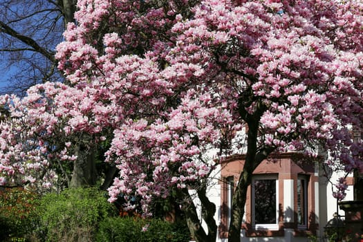 Magnolia blossom