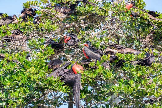 Male frigatebirds in a mangrove in the Sian Kaan Biosphere Reserve near Tulum, Mexico