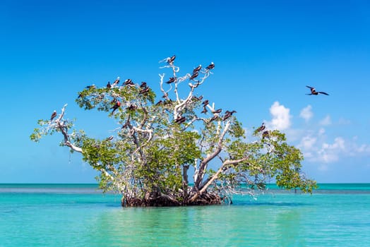 Mangrove tree in the Caribbean Sea in the Sian Kaan Biosphere Reserve near Tulum, Mexico