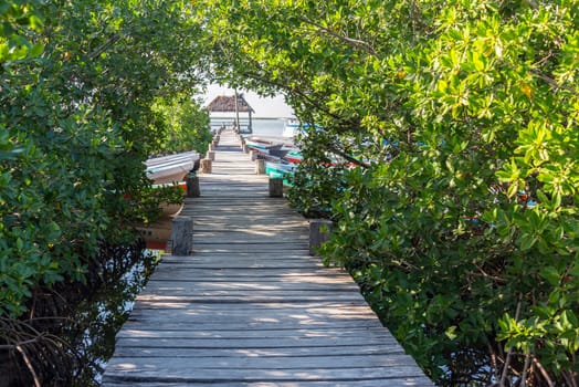 Pier passing through mangrove trees in Punta Allen, Mexico in the Sian Kaan Biosphere Reserve