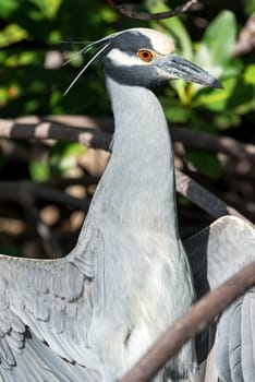 Yellow Crowned Night Heron in a mangrove in the Sian Kaan Biosphere Reserve near Tulum, Mexico