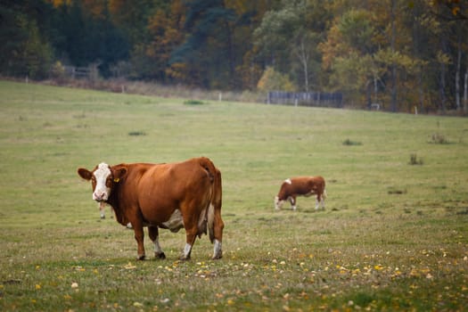 Cows grazing on autumn pasture
