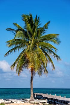 Palm tree and pier overlooking the Caribbean Sea in Punta Allen, Mexico in the Sian Kaan Biosphere Reserve