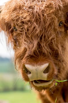 Scottish Highland cattle on a pasture