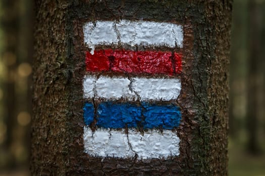 Colorful signs for hiking on the bark of a tree