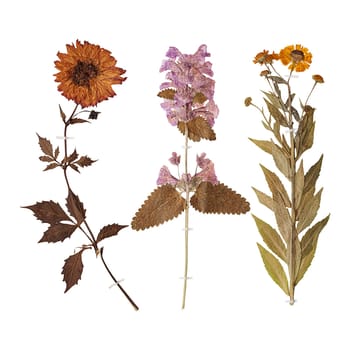 Set of herbarium wild dry pressed flowers and leaves, isolated