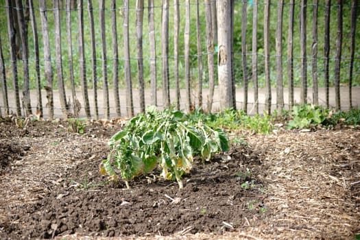 A fenced vegetable garden with staked out vegetable beds and a perennial Brussels sprouts.