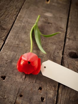 Red tulip with a blank label on a rustic wooden table