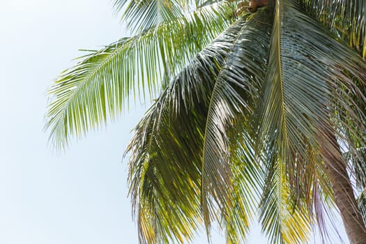 Coconut tree under blue sky and bright sun