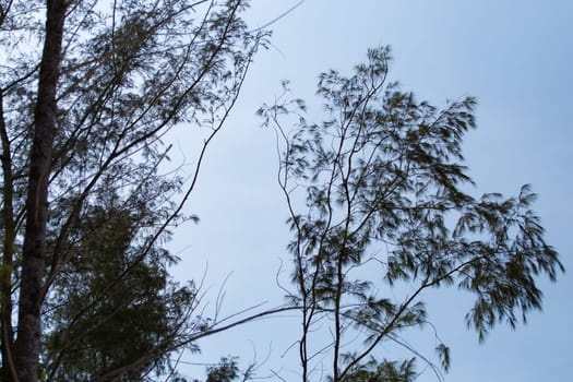 Looking up at bamboo leaves growing off trees against a clear sky