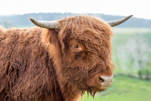 Scottish Highland cattle on a pasture