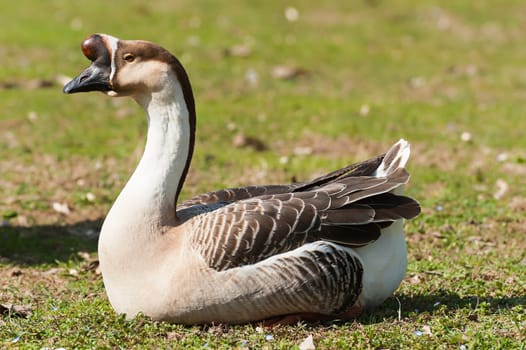Swan goose. Anser cignoides. Chinese goose.Fatty liver. Foie grass