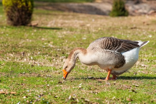 Domestic goose,Grey Gose or Greylag goose. Goose standing in backyard naturally.(Anser anser)