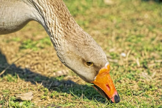 Portrait of Greylag Goose. Domestic goose.