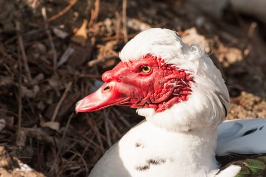 Portrait of Muscovy duck (Cairina moschata). Domestic duck.