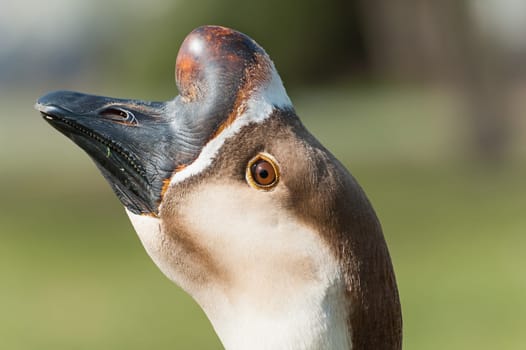 Portrait of Swan goose. Anser cignoides. Chinese goose.Fatty liver. Foie grass