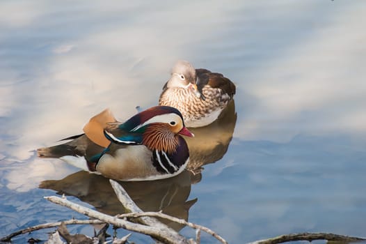 Pair of mandarin duck (Aix Gareliculata) swim in Lake.